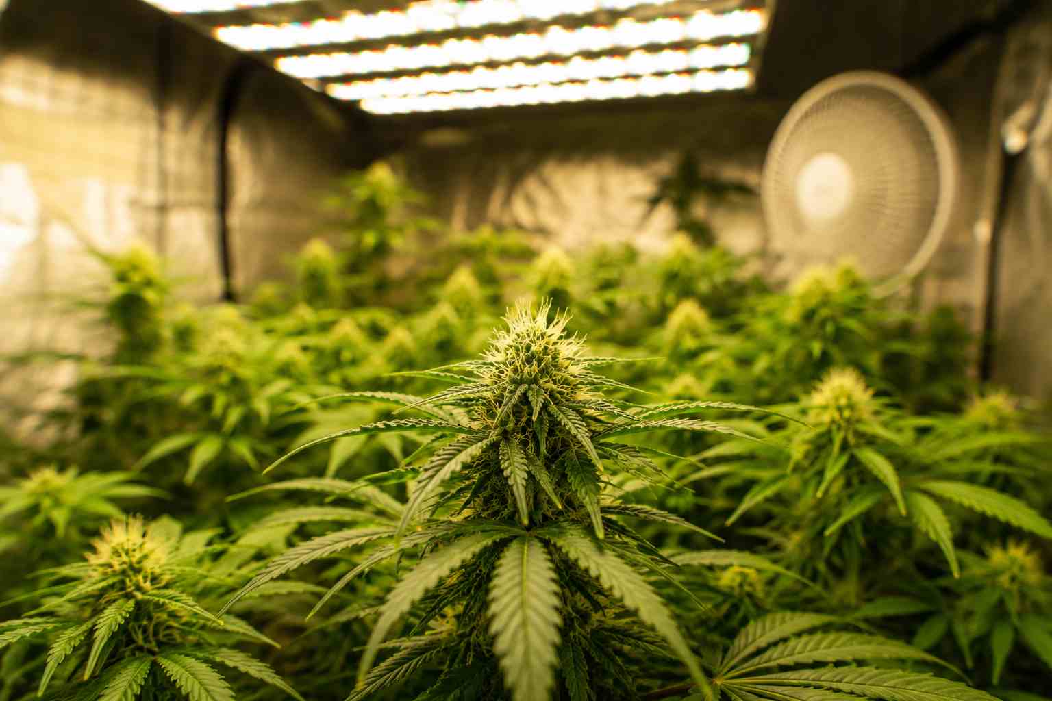Floración indoor: cuándo pasar a floración y errores frecuentes
