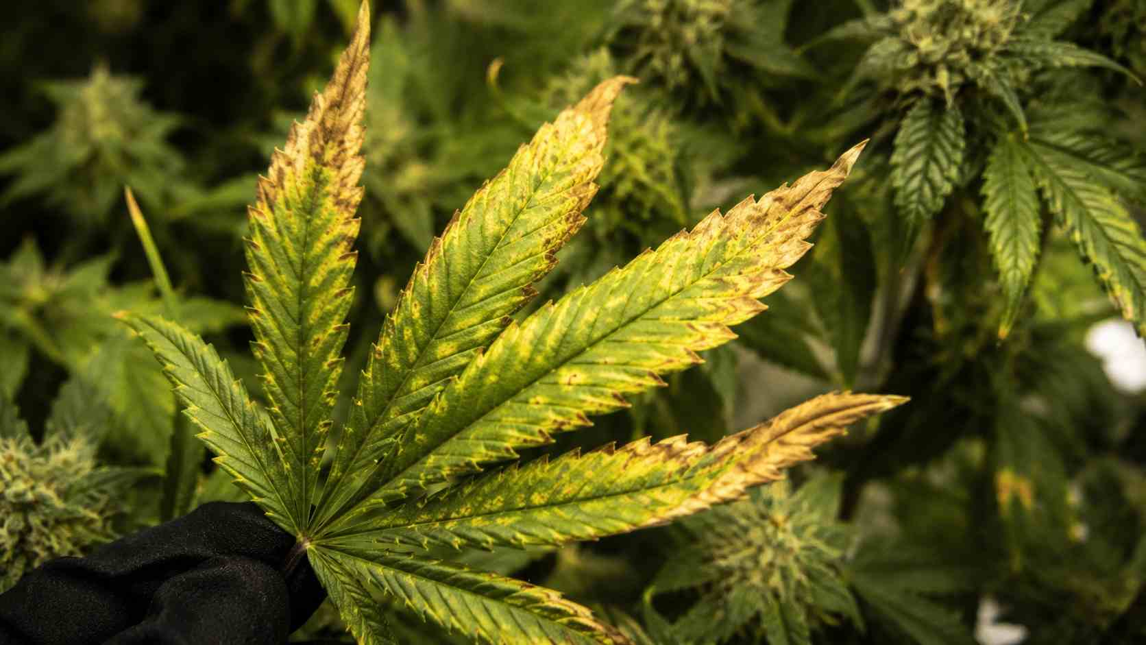 Hojas de marihuana secas o enfermas: causas frecuentes