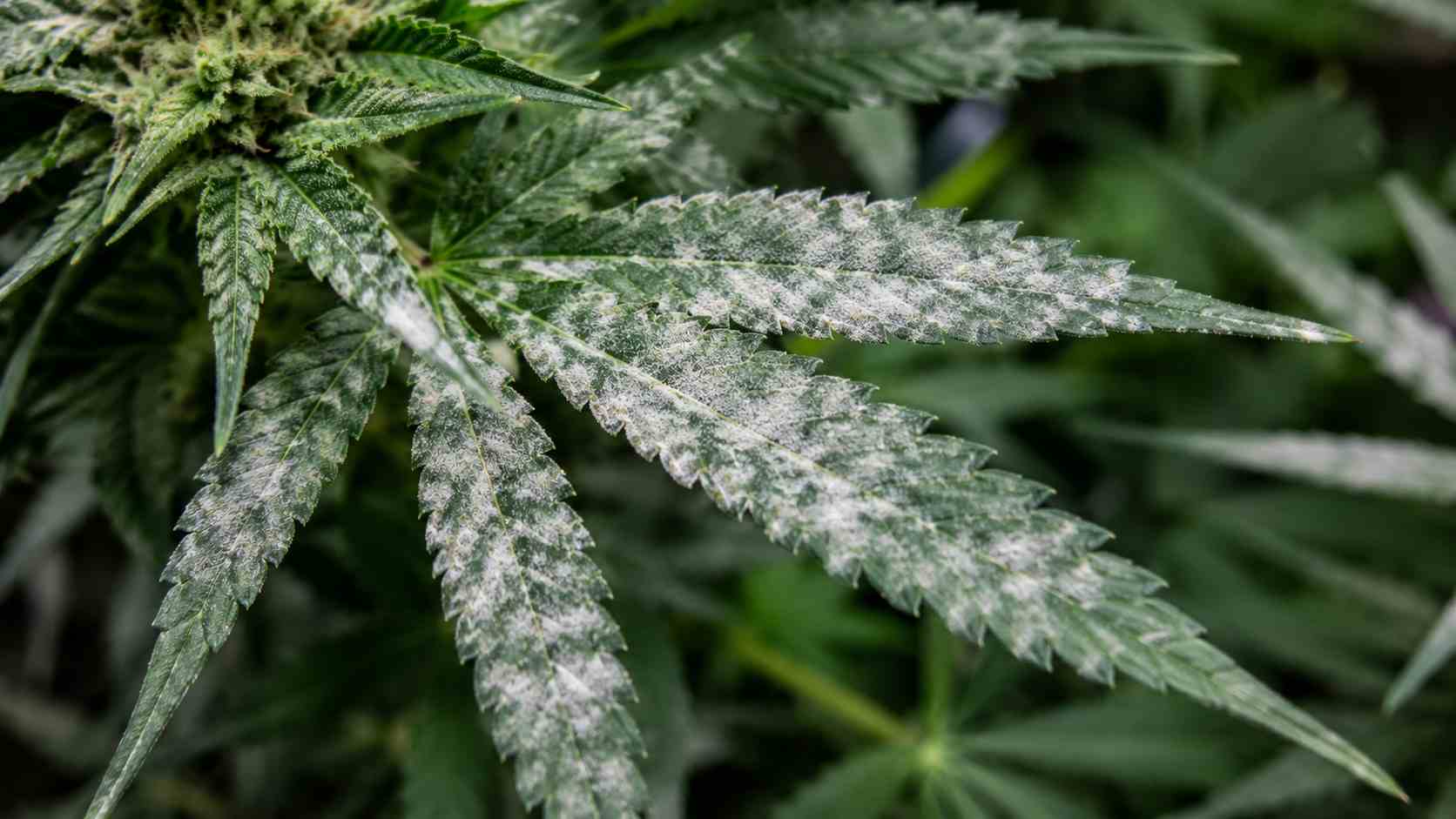 Oídio en marihuana: cómo identificarlo y eliminarlo