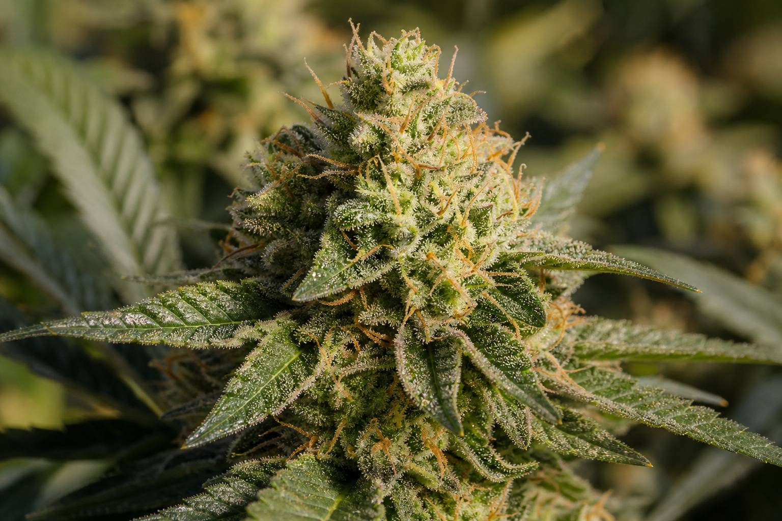 Cogollos de marihuana: qué son, partes y señales de maduración
