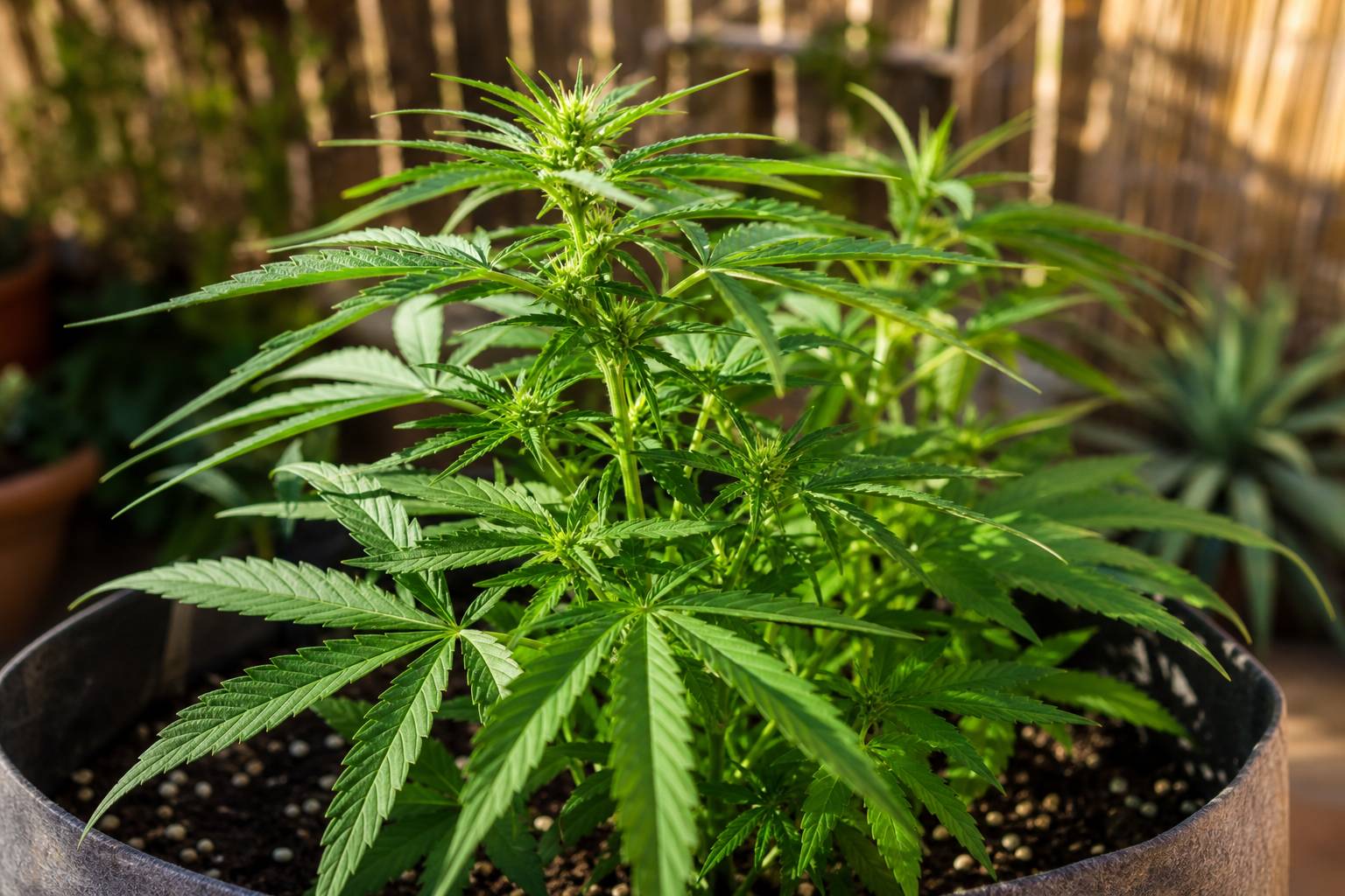 Crecimiento de marihuana en exterior: fases y señales normales