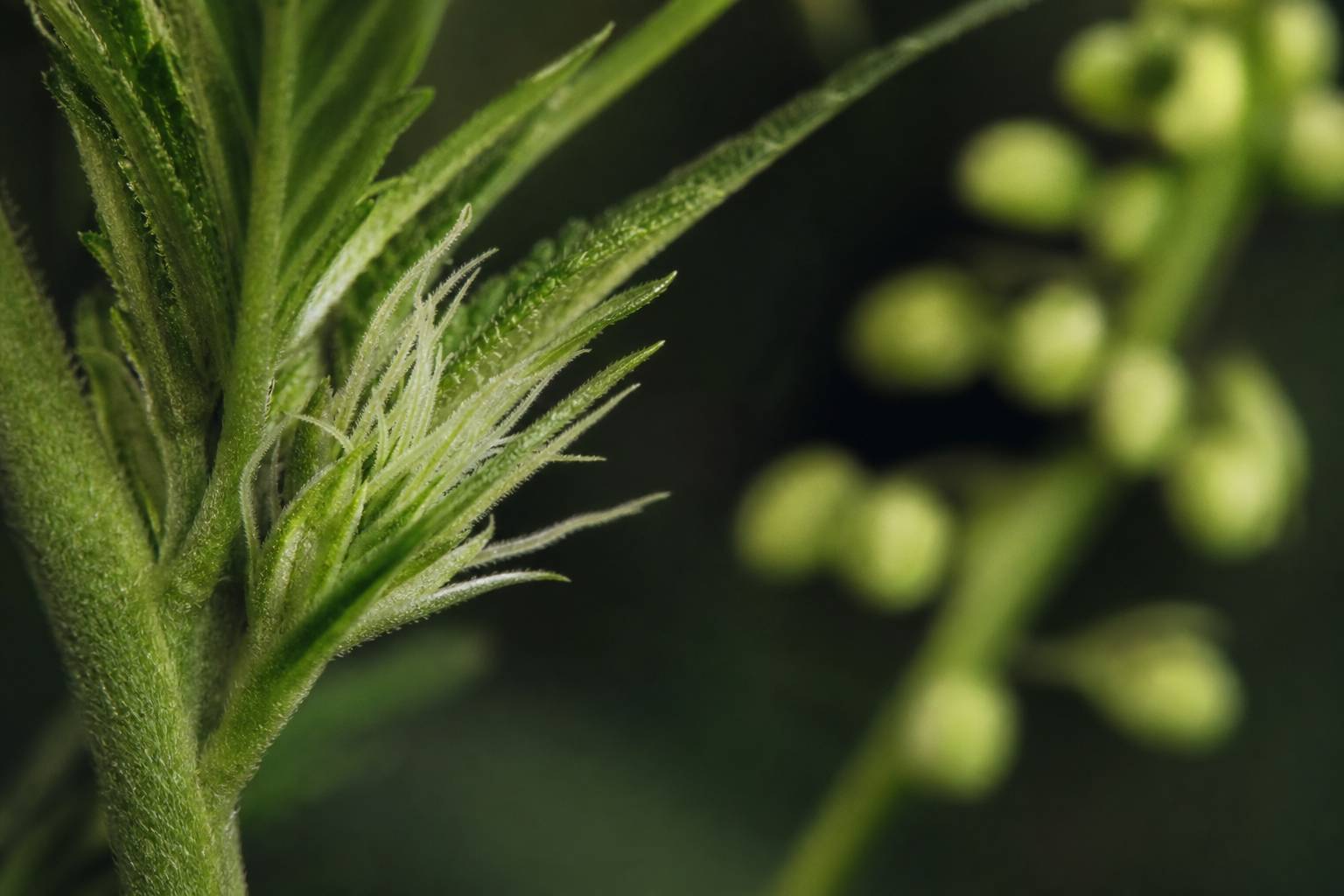 Guía para identificar plantas macho y hembra paso a paso