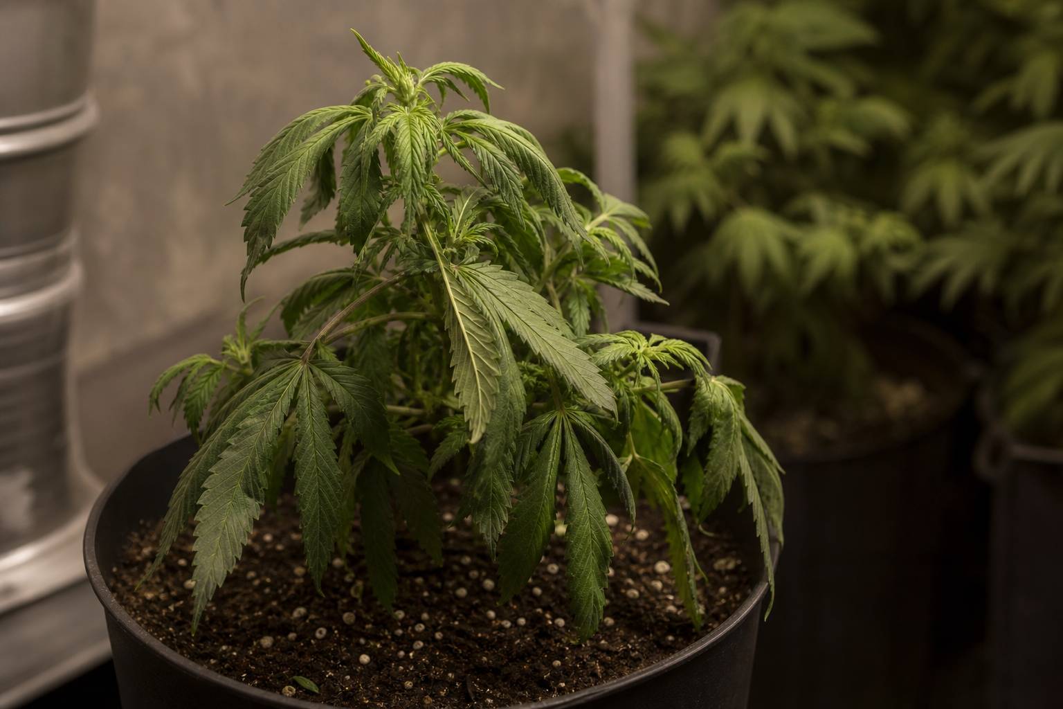 Por qué se curvan las hojas de marihuana hacia abajo
