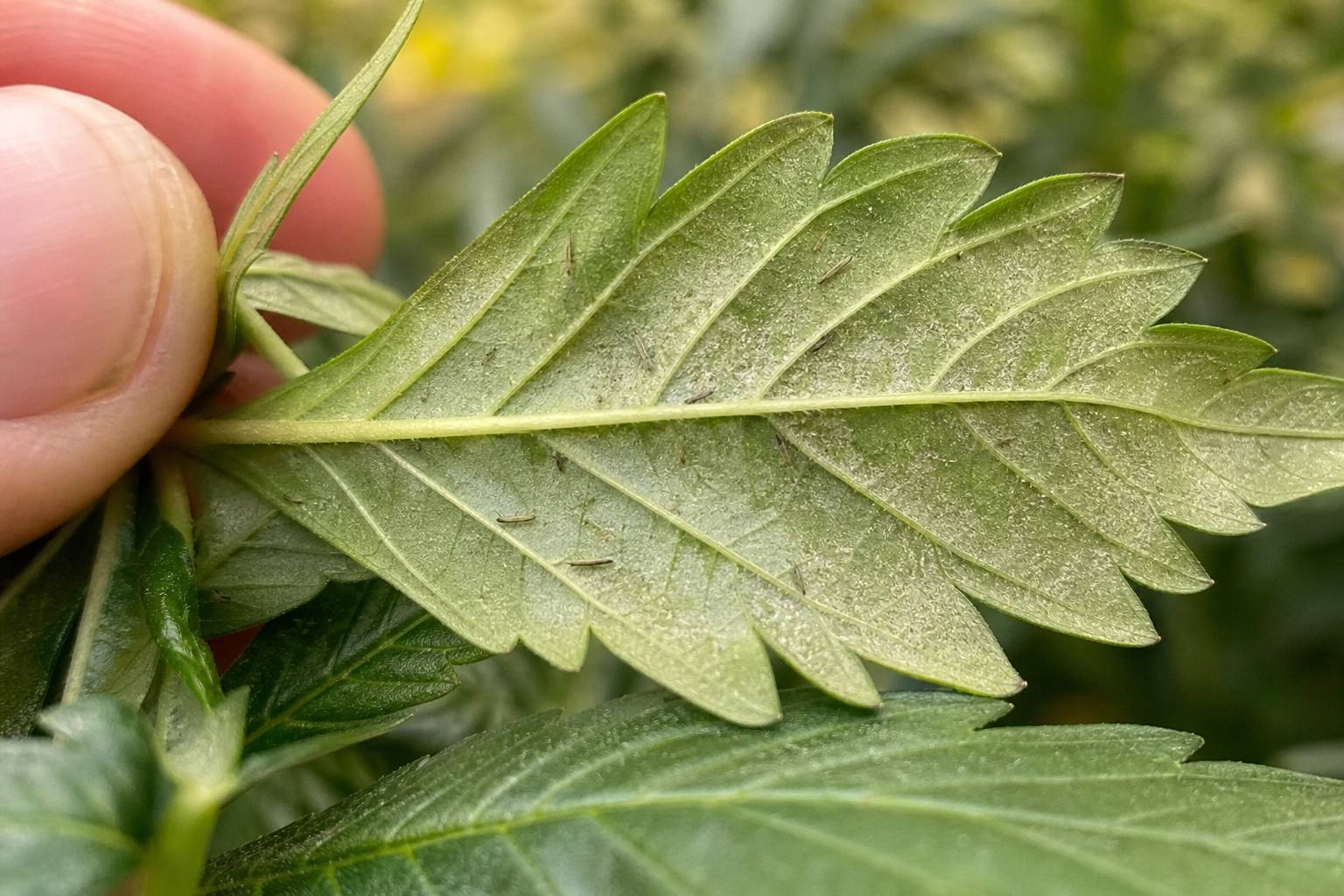 Trips en marihuana: cómo detectarlos antes de que dañen la cosecha